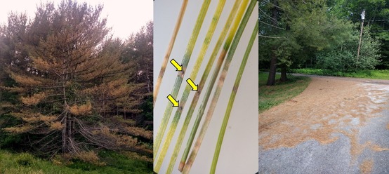 trees with yellow needles