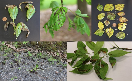 Several photos of diseased leaves