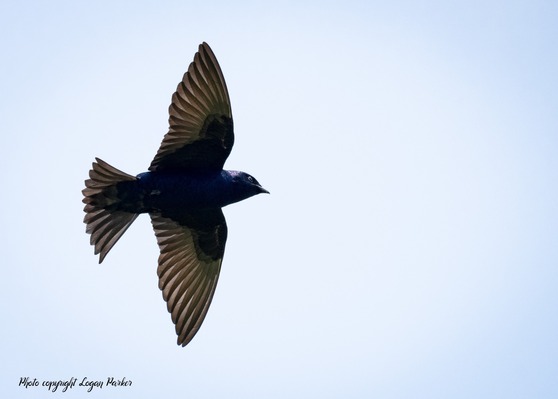 Purple Martin in flight. Photo copyright Logan Parker; used by permission.