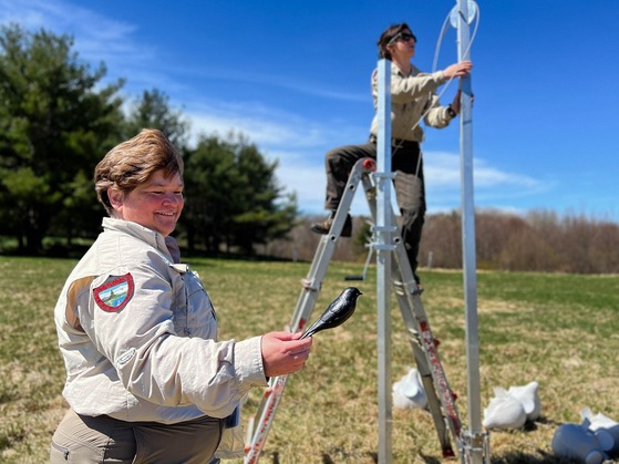 Bird Lure that will be attached to the nesting structure to attract Purple Martins.