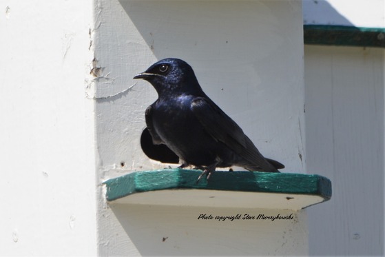 Purple Martin on a nest shelf. Photo copyright Steve Mierzykowski.