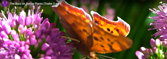 Image of a butterfly on a flower from the film, The Buzz on Native Plants by Tara Roberts Zabriskie.