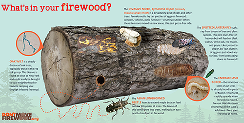 What's in your firewood? picture showing a variety of forest pests that hitch a free ride when firewood is moved.