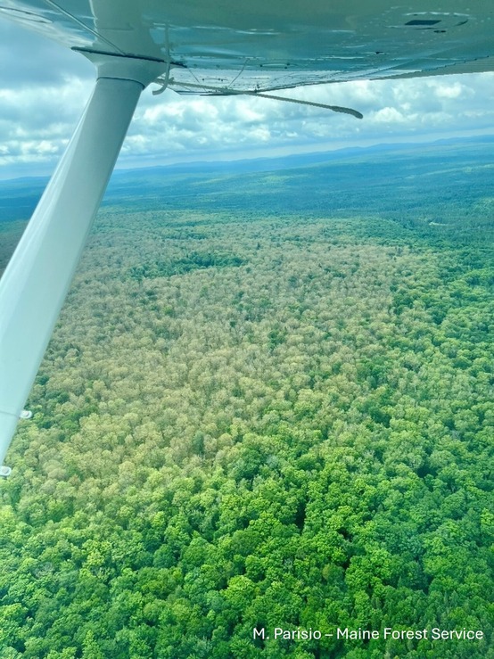 Forest view from small plane