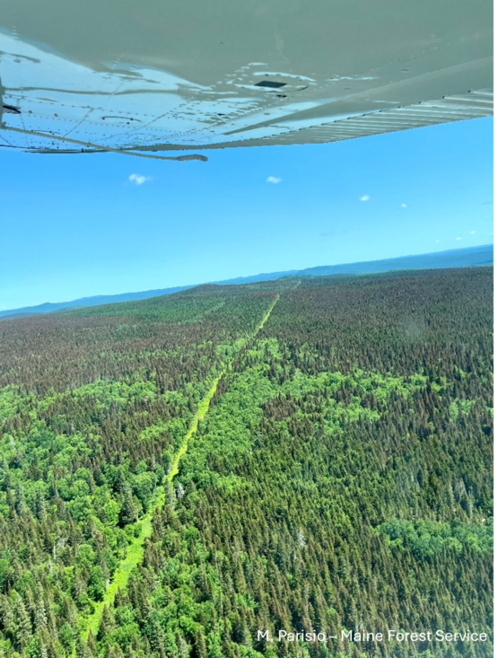 Forest as seen from airplane