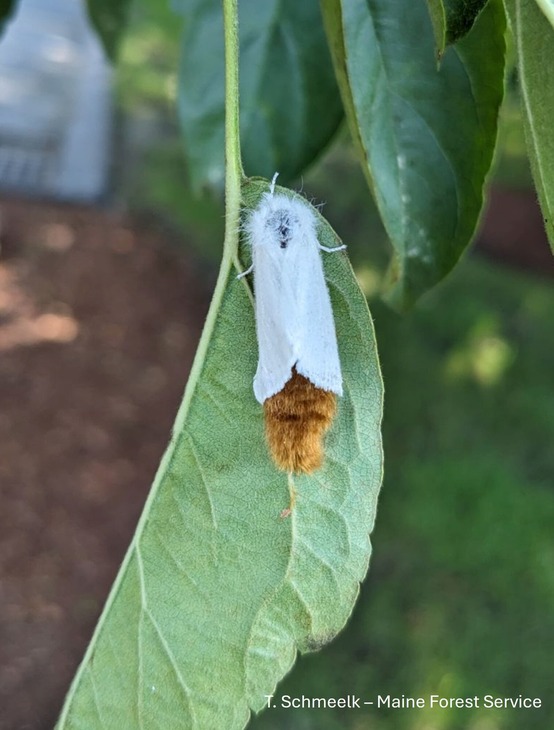 A moth sitting on a leaf