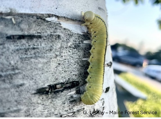 A caterpillar-type larva on the side of a tree