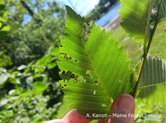 A hand holding a leaf