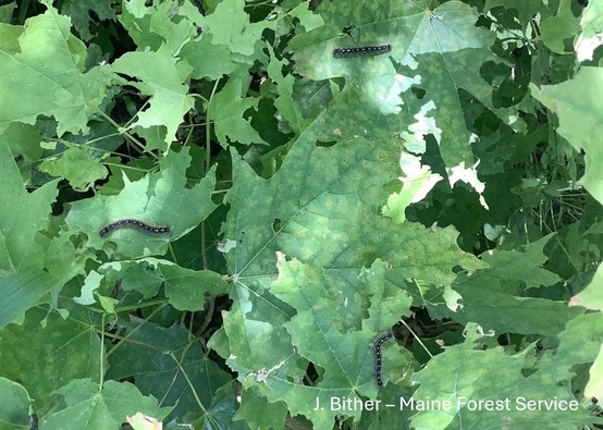 Leaves and caterpillars