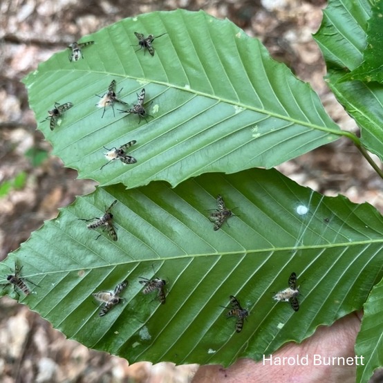 Many flies sitting on two leaves