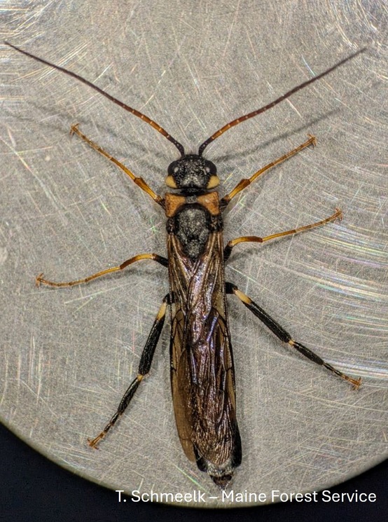 A wasp as seen through a microscope