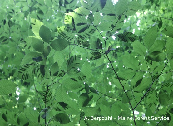 Leaves with stripes in the forest