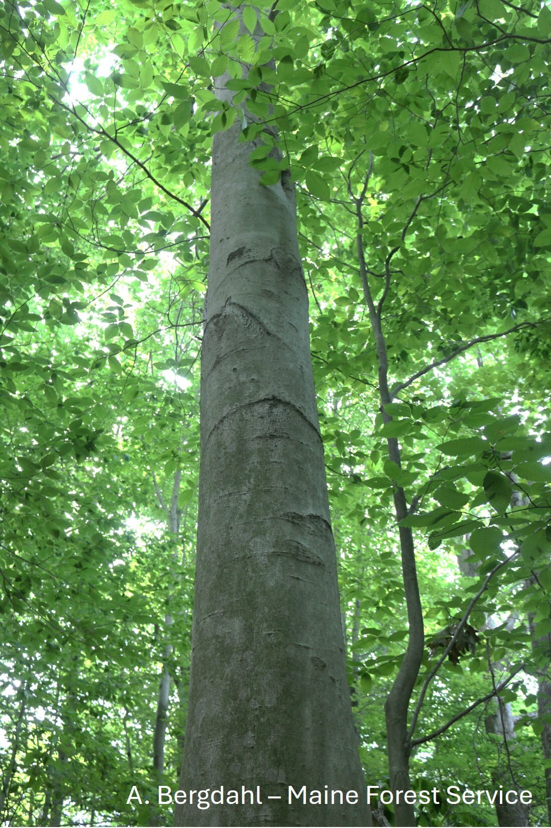 A beech tree in the forest