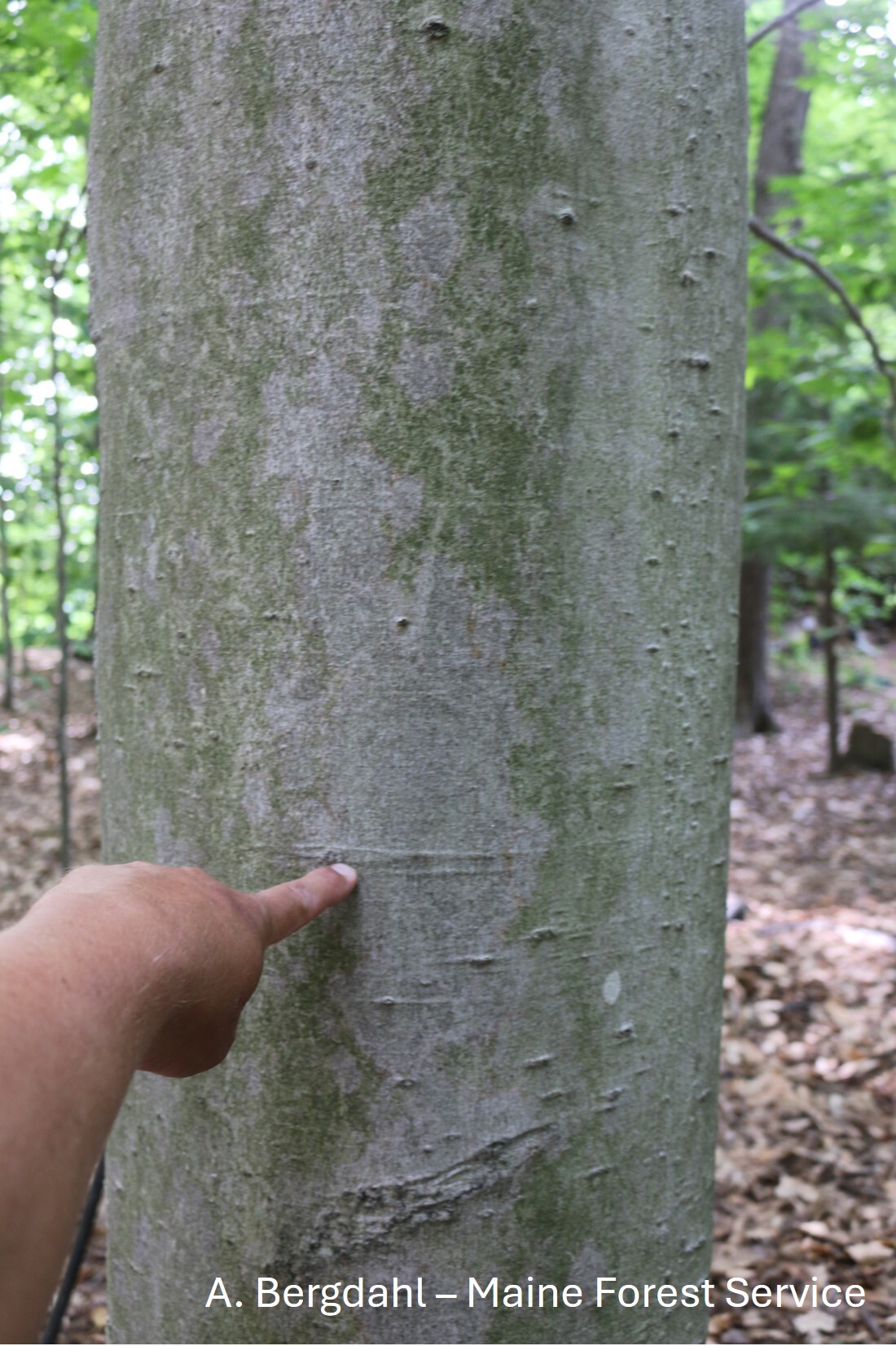 Close up of beech bark