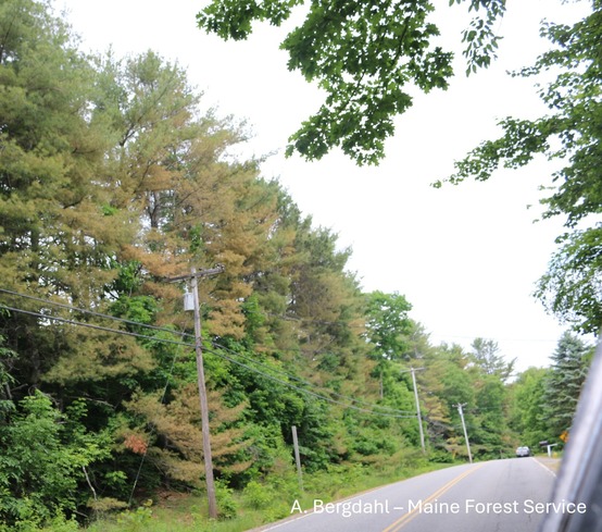 Trees by a road