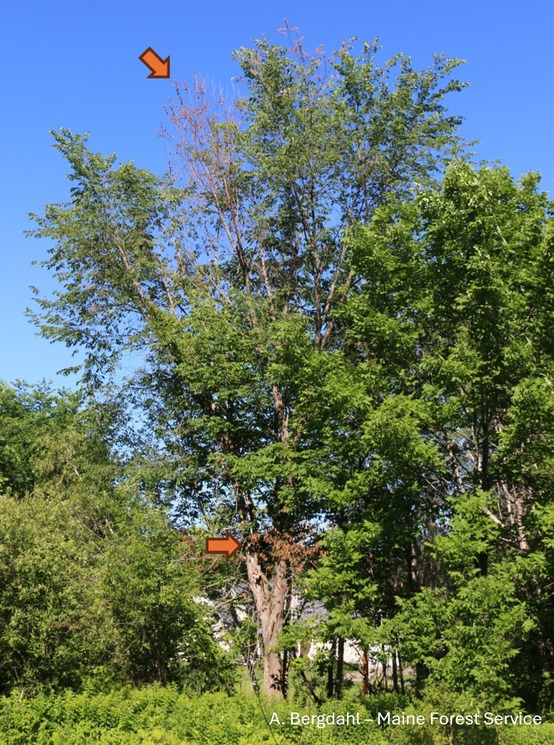 An elm tree with some bare branches