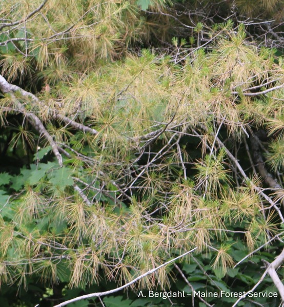 pine branches with orange needles