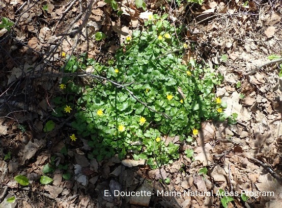 a plant on the forest floor