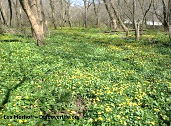 A forest with open understory filled with many yellow flowering plants