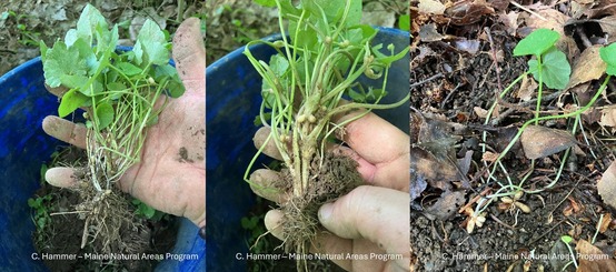 Three photos of a hand holding a plant