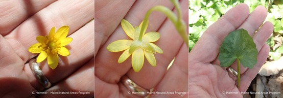 A hand holding a flower