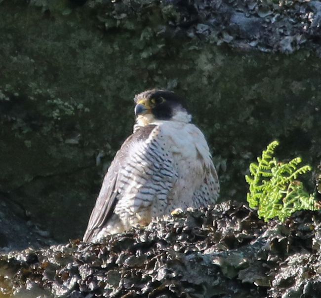 Peregrine Falcon adult photographed by Murray Carpenter and use by permission.