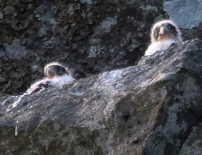 Peregrine Falcon fledglings photo by Murray Carpenter; used by permission.