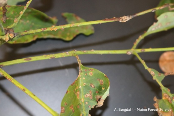 leaves with brown spots