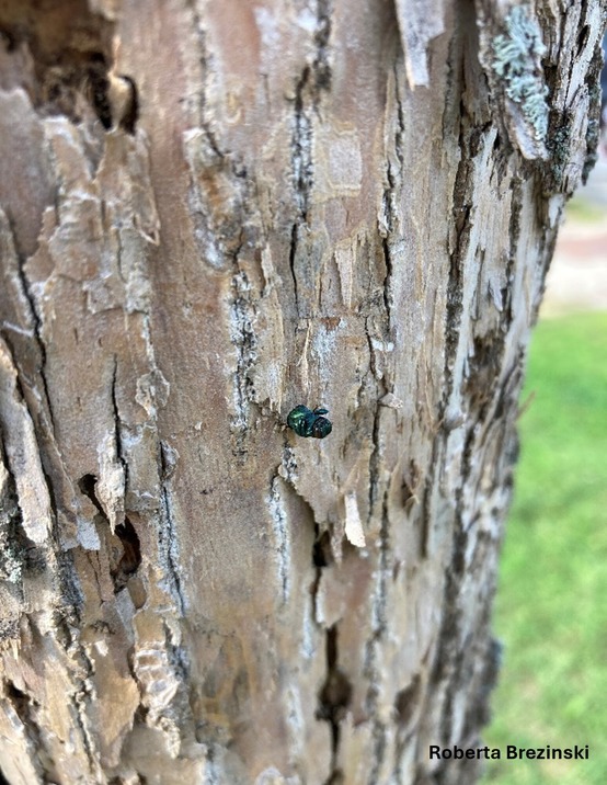 An adult emerald ash borer emerging from a tree trunk.