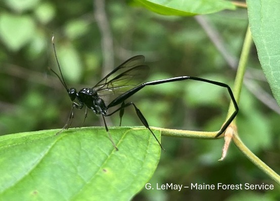 Large black wasp with long ovipositor resting on a leaf.