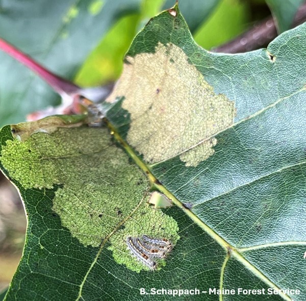 Three small caterpillars on a leaf showing feeding damage.