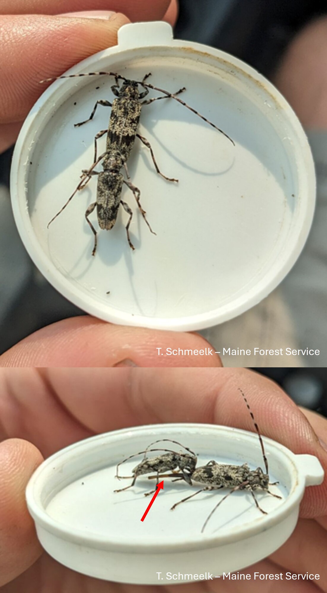 Two photos of beetles in a white dish