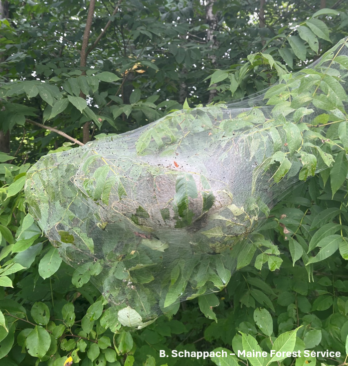 Large filmy web at the end of a tree branch.