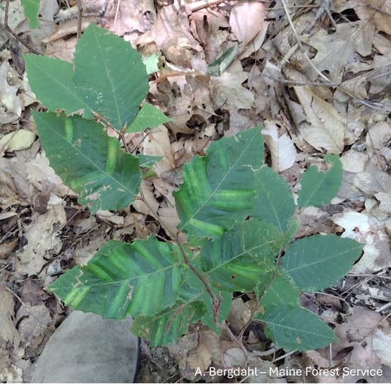 Leaves on the forest floor