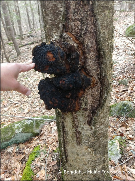 A hand pointing to a chaga on a tree trunk.