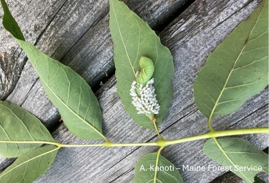 Dead green caterpillar covered in white cocoons of a parasitic wasp.