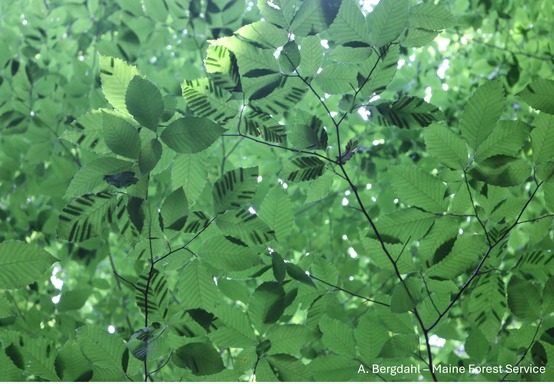 Leaves in a forest, seen from below.