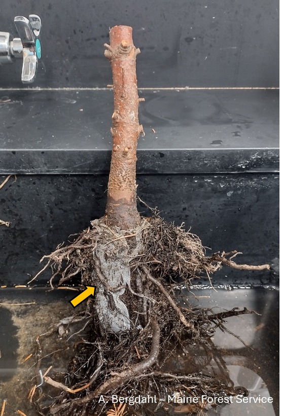 A root ball of a fir sapling.