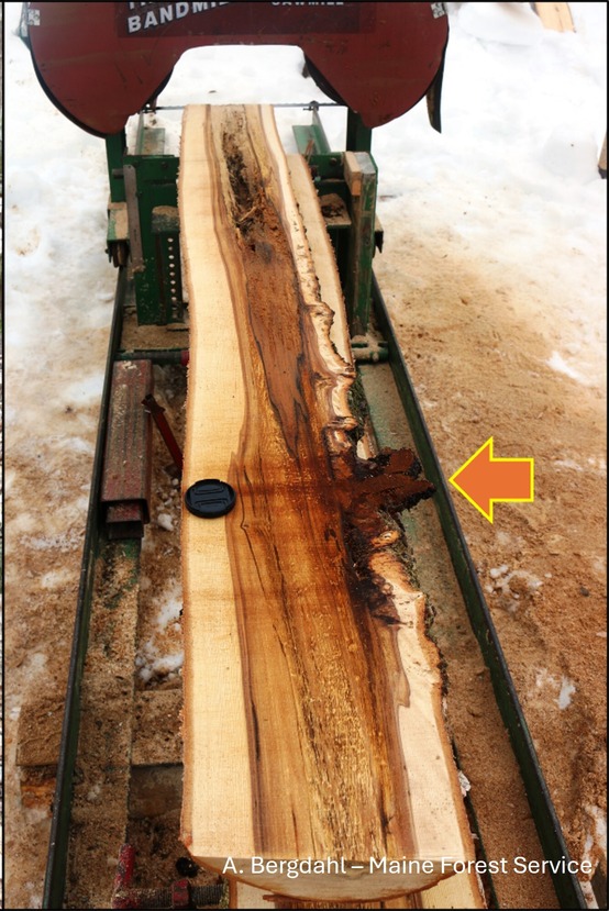 A tree section after going through a saw mill, showing the inside of a chaga conk.