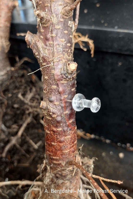 Trunk of a sapling with a thumb tack 