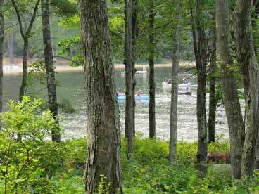 Shoreline with a vegetative buffer.