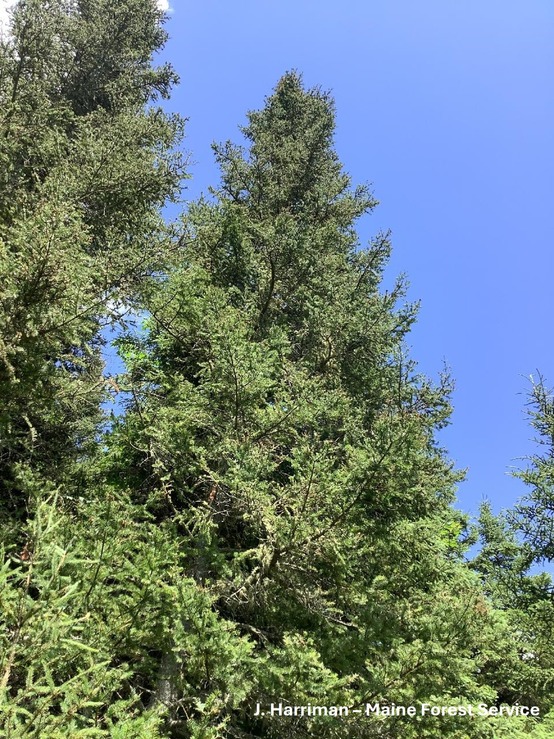 a spruce tree against a blue sky