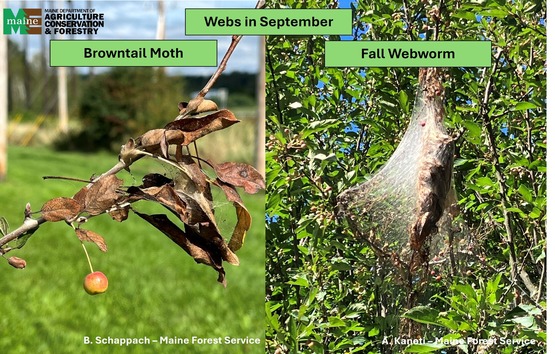 Browntail moth caterpillars skeletonize leaves and begin creating a web using silk on the leaf remains. A strong silk holdfast will tie the webbed leaves to the twig, Bangor, ME (left). Fall webworm caterpillars chew on leaves and continue expanding their web with silk, Old Town, ME (right). Note the size difference between the two webs.