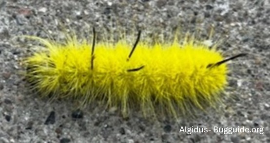 A fuzzy yellow caterpillar with black spikes