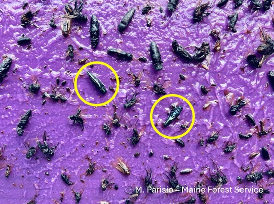 Insects stuck to a purple background