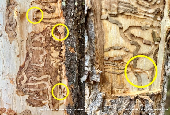 Two photos of larvae in wood