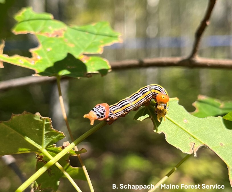 A black and orange striped larva on a twig