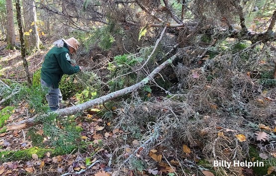 A person next to a fallen tree in the woods