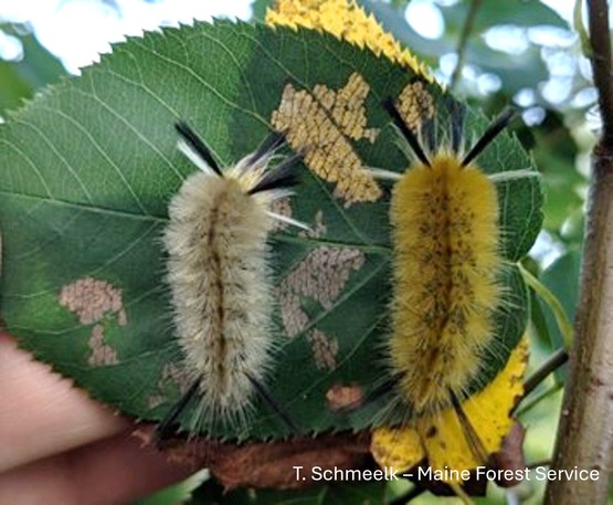 Two fuzzy yellow caterpillars on a leaf