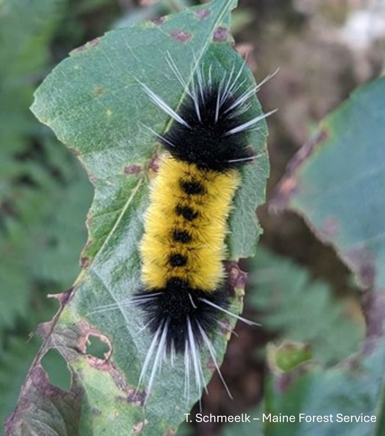 A fuzzy yellow caterpillar with black spots on a leaf